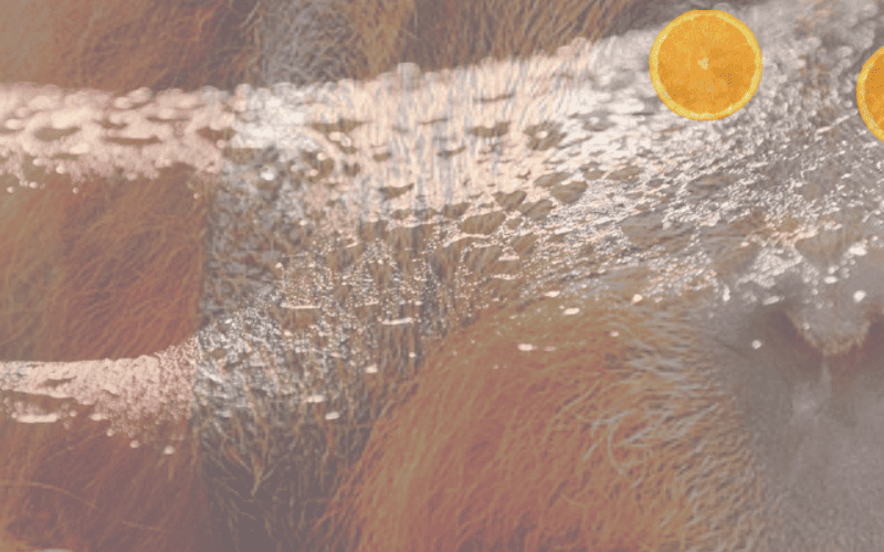 Tang Breath - It'S A Kick In The Glassware! 27 tang breath strain review