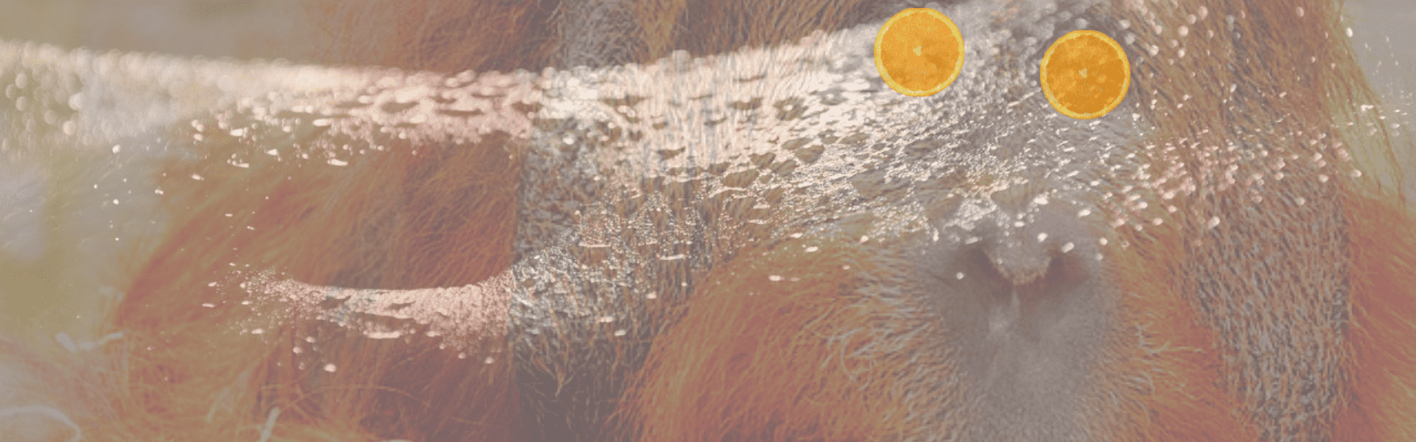 Tang Breath - It'S A Kick In The Glassware! 22 tang breath strain review