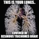 lungs on weed meme