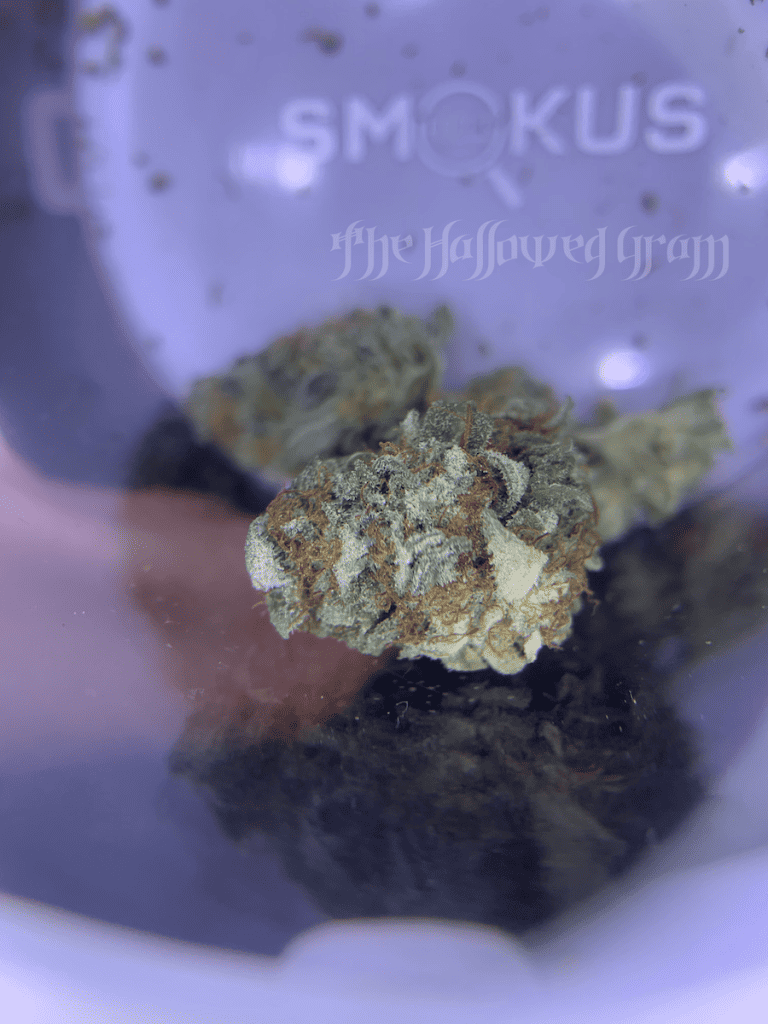 Flying High Above The Jungle With Fruit Loops 25 fruit loops cannabis flower