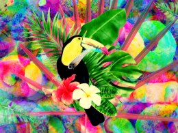 Flying High Above The Jungle With Fruit Loops 44 fruit loops from high places