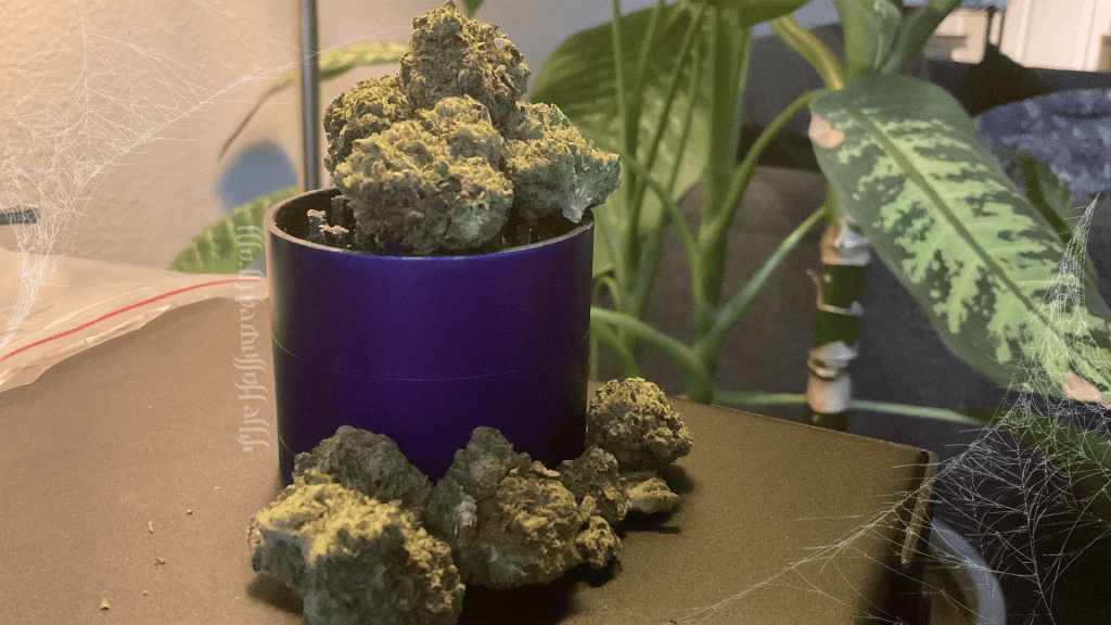 Befriending The Legendary Black Widow 26 trichome famrs black widow