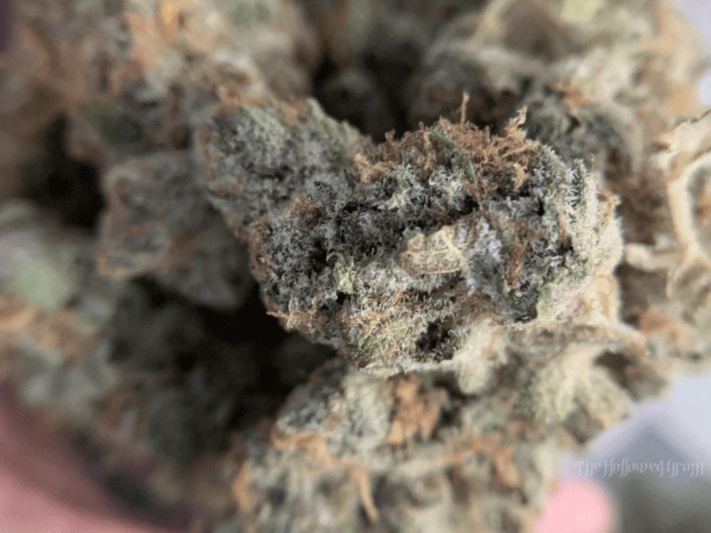 Getting Nasty With Lofty'S Super Boof 27 super boof strain