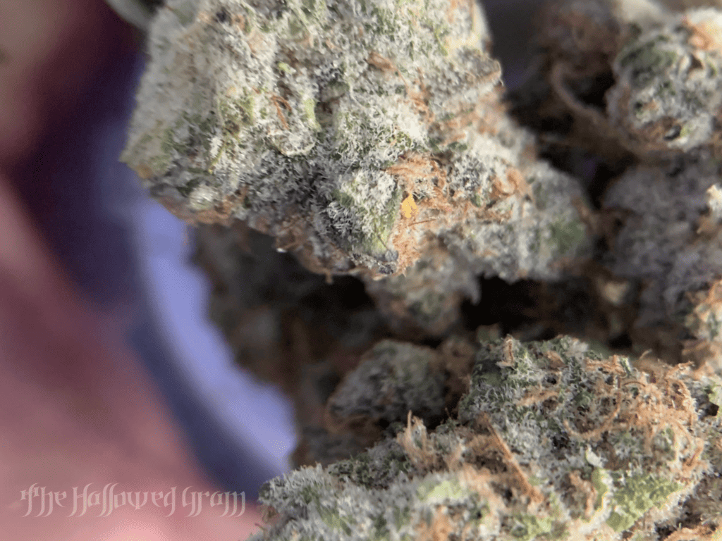 Getting Nasty With Lofty'S Super Boof 24 super boof cannabis flower