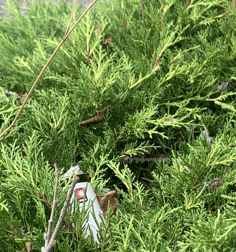 Why Stoner Litterers Are The Fucking Worst 32 cannabis flower container in bush