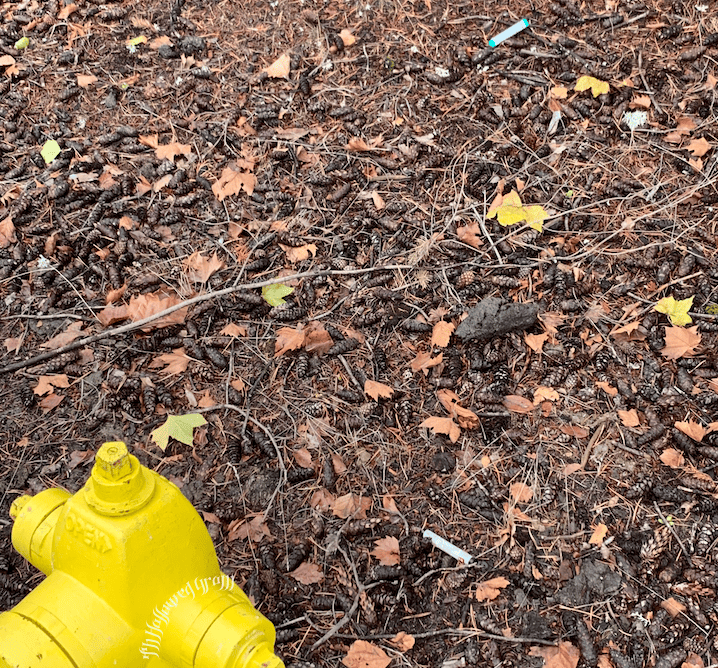 Why Stoner Litterers Are The Fucking Worst 27 pre-roll tube litter