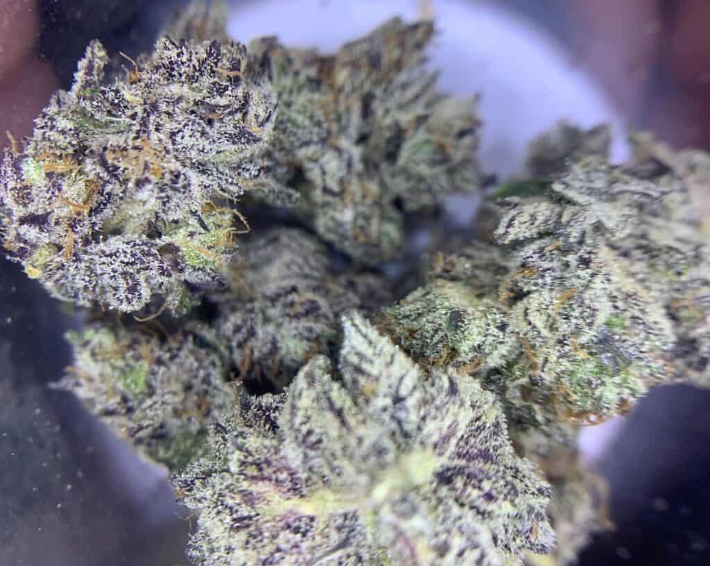 Fine Dining With Some White Truffle 26 focus north white truffle cannabis