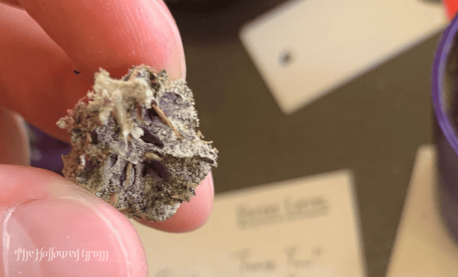 Ice Cream Cake: King Of Dessert Strains? 28 ice cream cake strain review