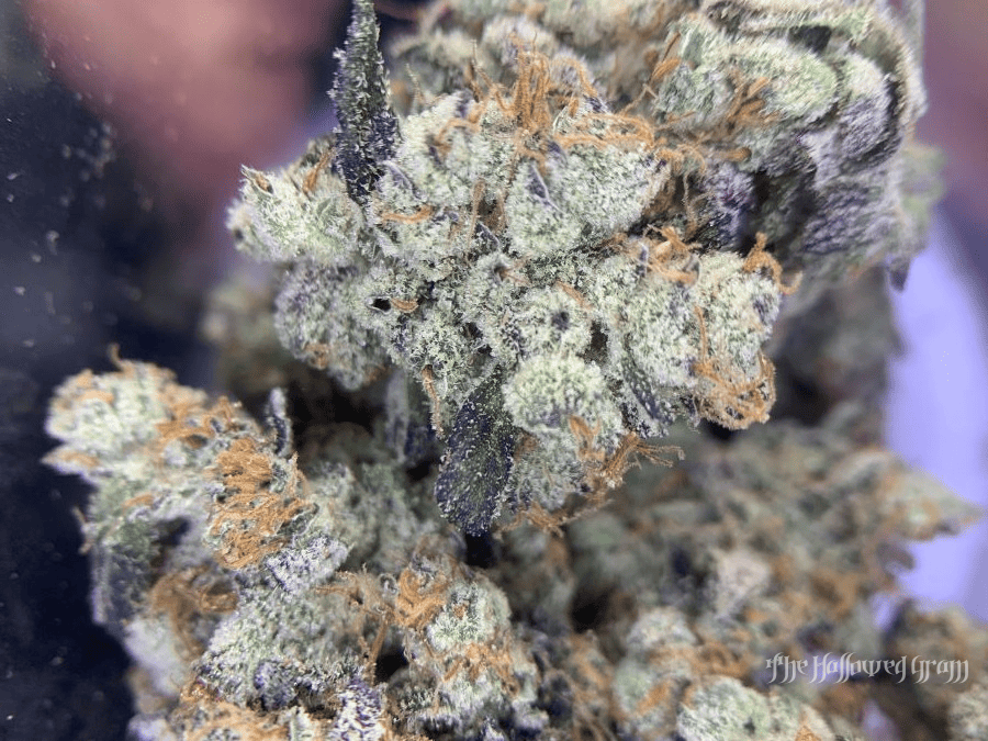 Dining Out With Donny Burger 26 donny burger cannabis flower