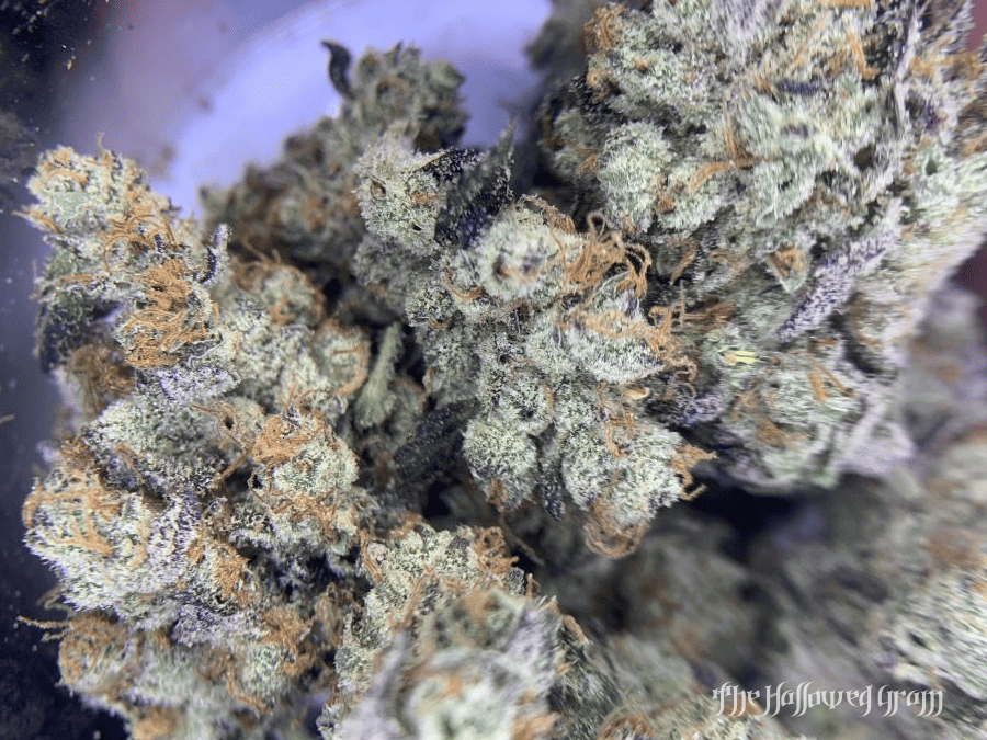 Dining Out With Donny Burger 24 donny burger strain