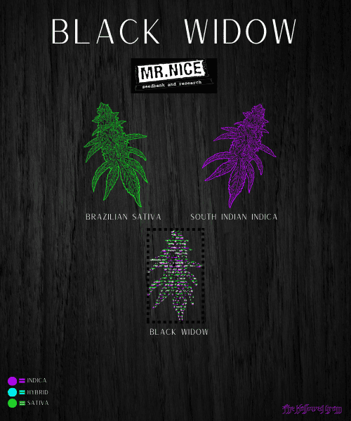 Befriending The Legendary Black Widow 24 black widow sativa or indica