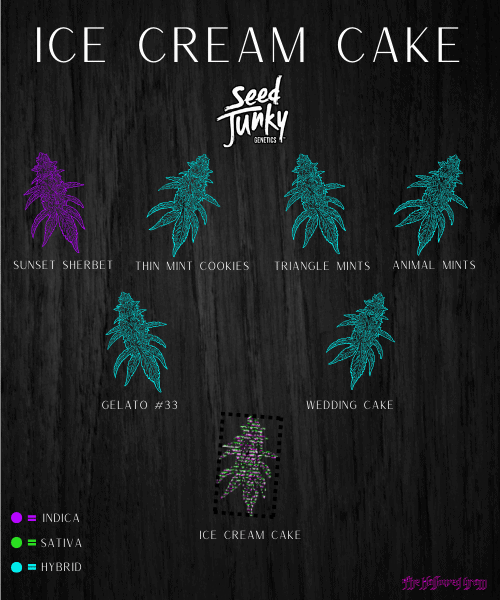 Ice Cream Cake: King Of Dessert Strains? 24 ice cream cake indica leaning hybrid