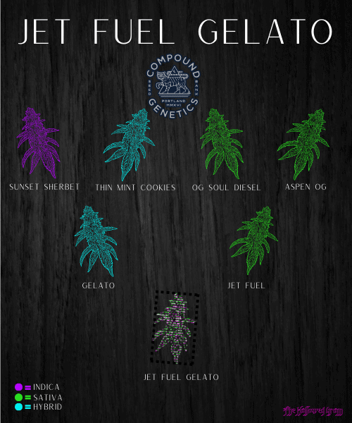 Getting Jiggy With Jet Fuel Gelato 25 jet fuel gelato sativa leaning hybrid