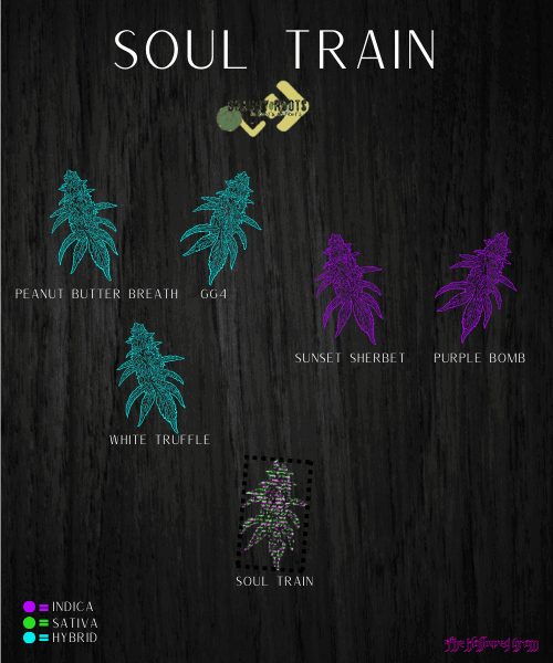 All Aboard The Soul Train, Baby! 24 soul train genetics