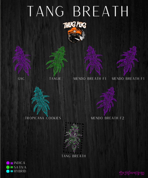 Tang Breath - It'S A Kick In The Glassware! 26 tang breath indica or sativa