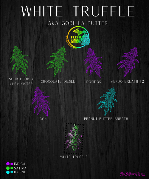 Fine Dining With Some White Truffle 24 white truffle gorilla butter genetics