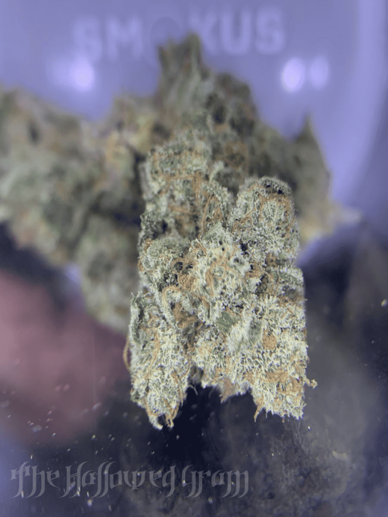 Smoking The Best High Cbd Flower Of My Life 27 guava cbd flower