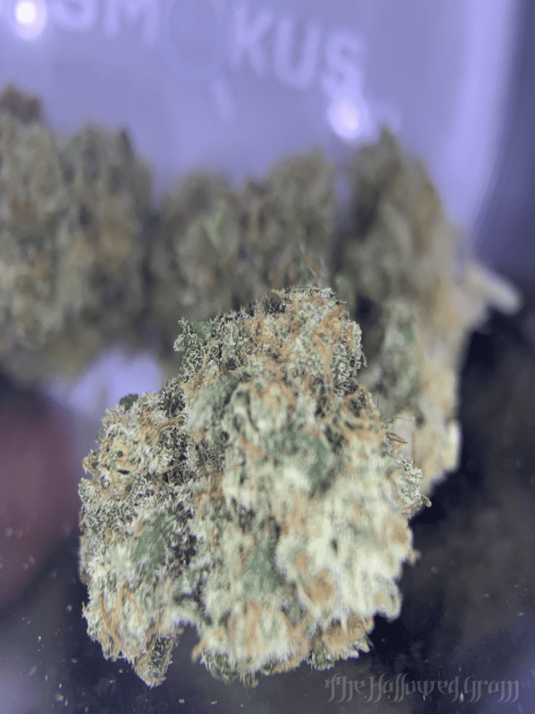 Smoking The Best High Cbd Flower Of My Life 24 guava cbd strain