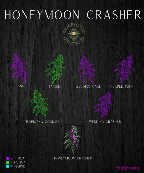 Honeymoon Crasher Strain: An Example Of Beautifully Nuanced Breeding 24 honeymoon crasher indica or sativa