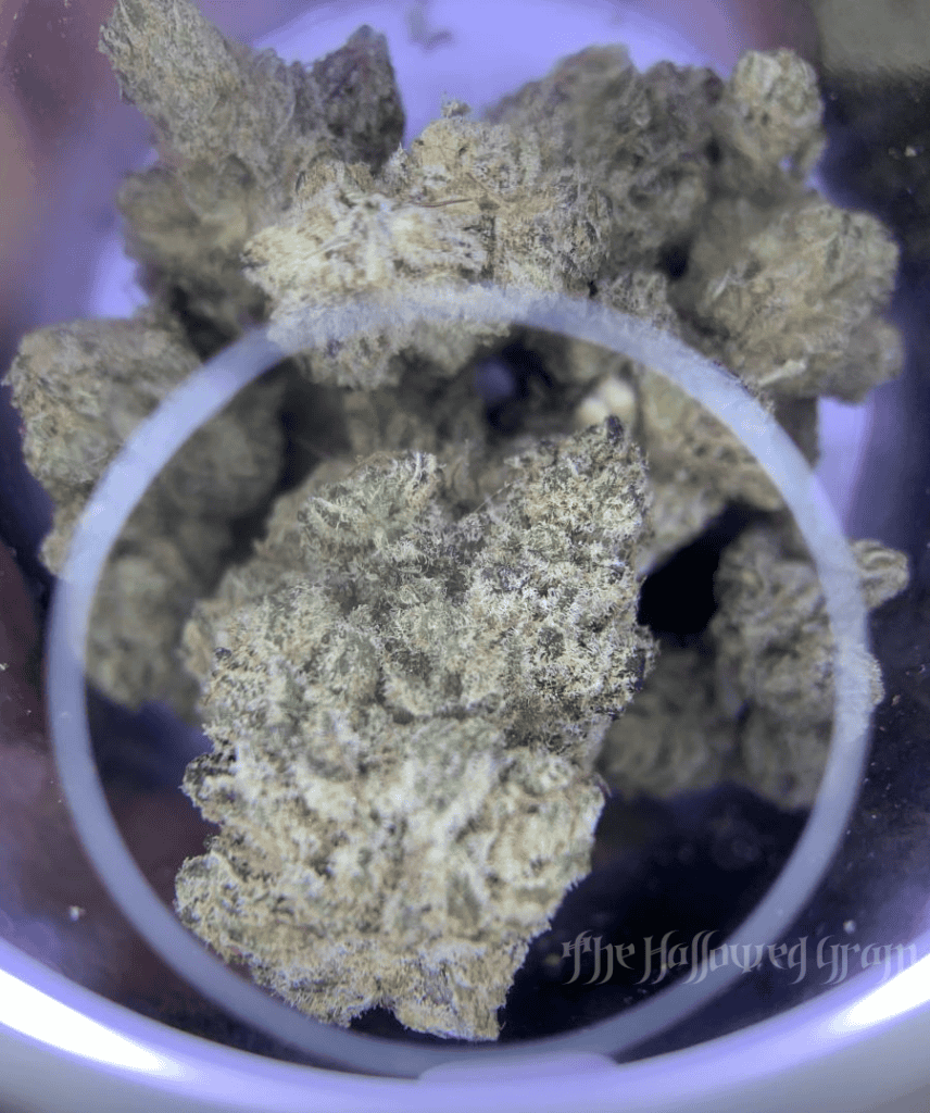Why I Believe High-Cbd Ratio Strains Are The Future 26 huckleberry web cbd strain