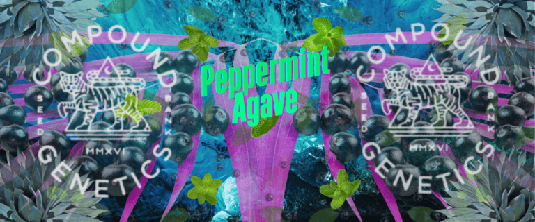 Peppermint Agave Brings The Freshness