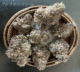 Animal Mints Is A Peppery Thumper 30 animal mints cannabis flower