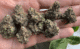 Animal Mints Is A Peppery Thumper 25 animal mints from evan's creek
