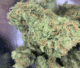 golden pineapple marijuana