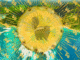 golden pineapple strain overview