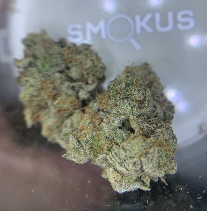 Now N Later Brings The New School Candy Heat 25 now n later flower