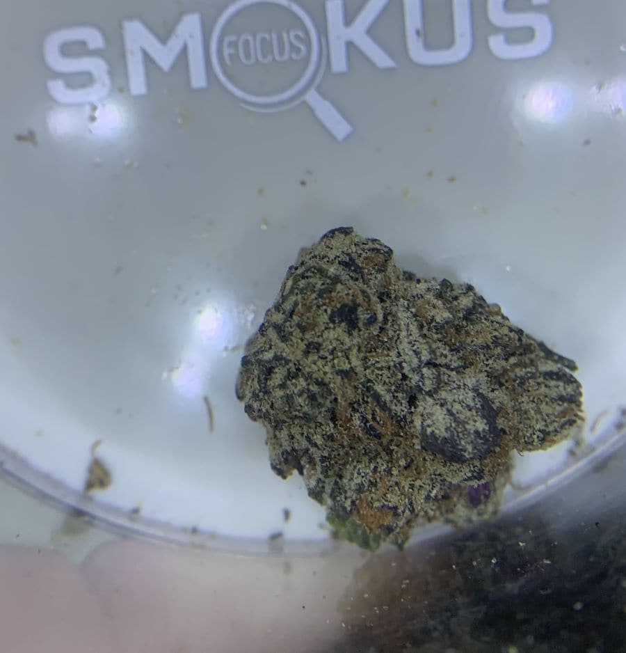 Getting Lost In The Black Forest Cake 24 black forest cake strain