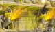 banana cannons overview