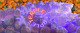 terple strain overview