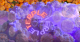 terple strain overview