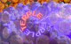 terple strain overview