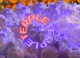 terple strain overview
