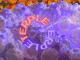 terple strain overview