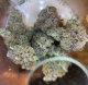 terple cannabis strain