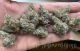 terple weed