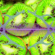 wyld kiwi thcv effects overview