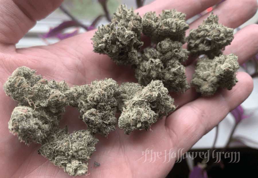 Why Watermelon Gelato Is Worth Salivating Over 25 watermelon gelato weed