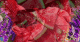 watermelon gelato tasting notes