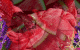 Why Watermelon Gelato Is Worth Salivating Over 29 watermelon gelato tasting notes